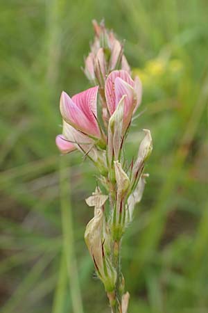 Onobrychis arenaria \ Sand-Esparsette / Hungarian Sainfoin, D Grünstadt-Asselheim 19.6.2018