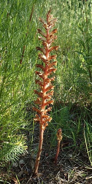 Orobanche artemisiae-campestris \ Panzer-Sommerwurz, Beifu-Sommerwurz / Wormwood Broomrape, D Bensheim 22.6.2019