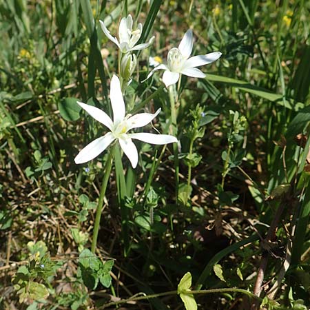 Ornithogalum angustifolium \ Schmalblttriger Milchstern / Narrow-Leaved Star of Bethlehem, D Altrip 6.5.2020