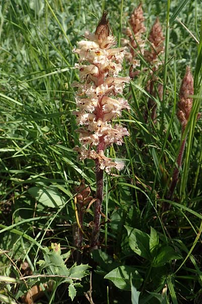 Orobanche amethystea \ Amethyst-Sommerwurz / Seaholly Broomrape, D Ketsch 21.5.2020