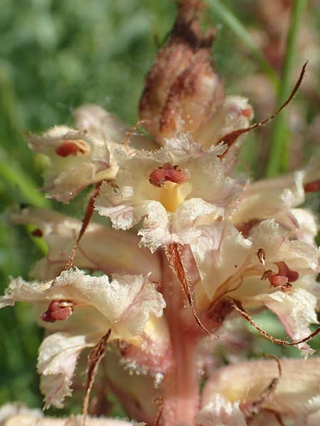 Orobanche amethystea \ Amethyst-Sommerwurz / Seaholly Broomrape, D Ketsch 21.5.2020