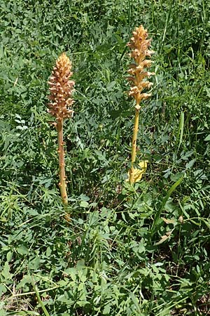 Orobanche alsatica subsp. alsatica \ Elssser Sommerwurz / Alsatian Broomrape, D Bruchsal 27.5.2020