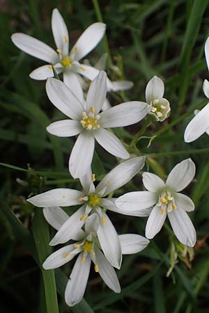 Ornithogalum angustifolium \ Schmalblttriger Milchstern / Narrow-Leaved Star of Bethlehem, D Mannheim 13.5.2021