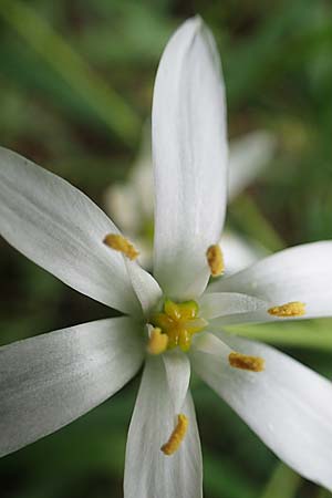 Ornithogalum angustifolium \ Schmalblttriger Milchstern / Narrow-Leaved Star of Bethlehem, D Mannheim 13.5.2021