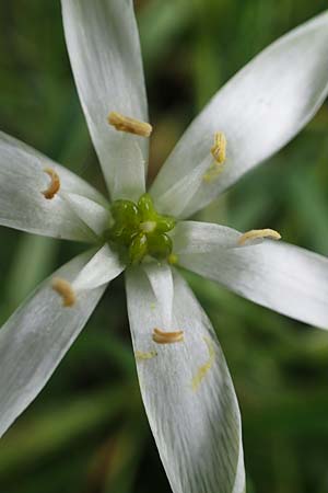 Ornithogalum angustifolium \ Schmalblttriger Milchstern / Narrow-Leaved Star of Bethlehem, D Mannheim 13.5.2021