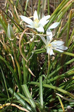 Ornithogalum angustifolium \ Schmalblttriger Milchstern / Narrow-Leaved Star of Bethlehem, D Hockenheim 14.5.2021