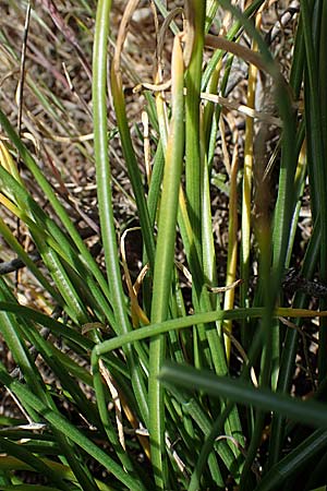 Ornithogalum angustifolium \ Schmalblttriger Milchstern / Narrow-Leaved Star of Bethlehem, D Hockenheim 14.5.2021