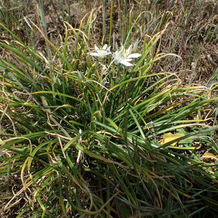 Ornithogalum angustifolium \ Schmalblttriger Milchstern / Narrow-Leaved Star of Bethlehem, D Hockenheim 14.5.2021