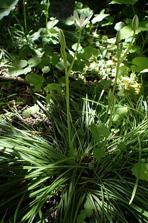 Ornithogalum angustifolium, Schmalblättriger Milchstern