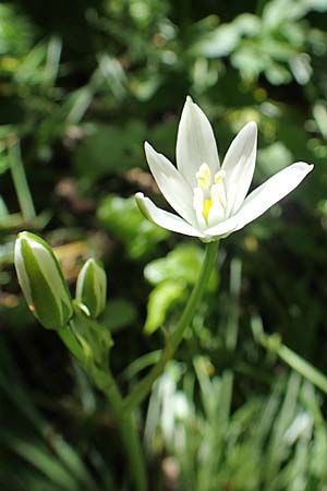 Ornithogalum angustifolium, Schmalblättriger Milchstern