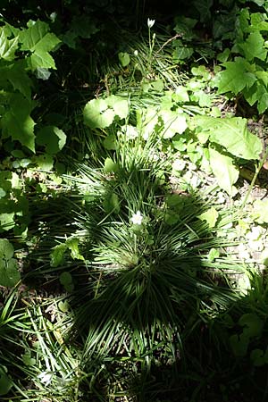 Ornithogalum angustifolium \ Schmalblttriger Milchstern / Narrow-Leaved Star of Bethlehem, D Ludwigshafen 17.5.2021