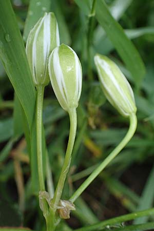 Ornithogalum angustifolium \ Schmalblttriger Milchstern / Narrow-Leaved Star of Bethlehem, D Mannheim 19.5.2021