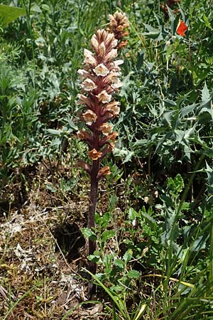 Orobanche amethystea \ Amethyst-Sommerwurz / Seaholly Broomrape, D Sasbach am Kaiserstuhl 1.6.2021