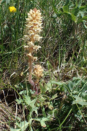 Orobanche amethystea \ Amethyst-Sommerwurz / Seaholly Broomrape, D Grünstadt-Asselheim 16.6.2021