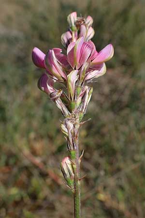 Onobrychis arenaria \ Sand-Esparsette / Hungarian Sainfoin, D Thüringen, Hemleben 12.6.2023