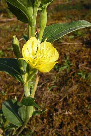 Oenothera villosa \ Weihaarige Nachtkerze / Hairy Evening Primrose, D Mannheim 31.7.2014