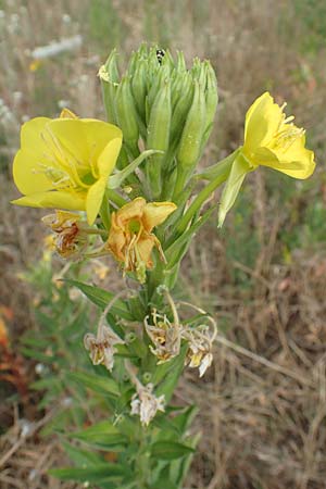 Oenothera cambrica \ Walisische Nachtkerze / Welsh Evening Primrose, D Mörfelden-Walldorf 29.6.2018