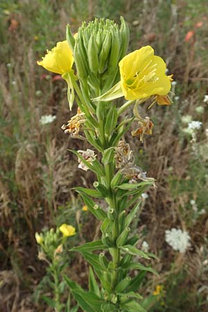 Oenothera cambrica \ Walisische Nachtkerze / Welsh Evening Primrose, D Mörfelden-Walldorf 29.6.2018