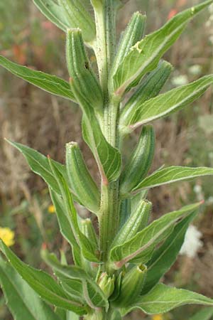 Oenothera cambrica \ Walisische Nachtkerze / Welsh Evening Primrose, D Mörfelden-Walldorf 29.6.2018