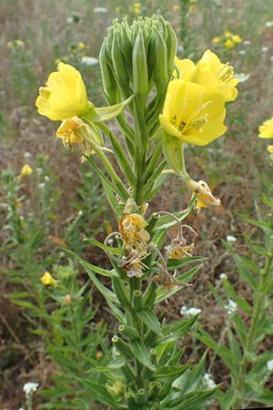 Oenothera cambrica \ Walisische Nachtkerze / Welsh Evening Primrose, D Mörfelden-Walldorf 29.6.2018