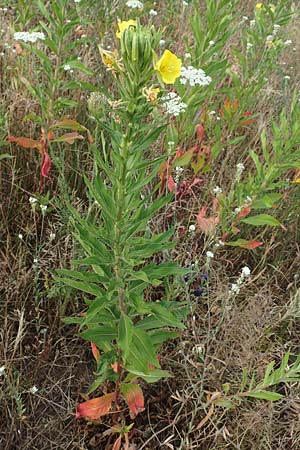 Oenothera cambrica \ Walisische Nachtkerze / Welsh Evening Primrose, D Mörfelden-Walldorf 29.6.2018