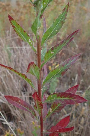 Oenothera casimiri \ Casimirs Nachtkerze / Casimir's Evening Primrose, D Waghäusel-Wiesental 4.7.2018