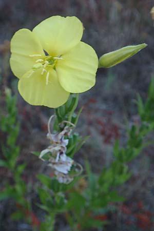 Oenothera casimiri \ Casimirs Nachtkerze / Casimir's Evening Primrose, D Waghäusel-Wiesental 4.7.2018