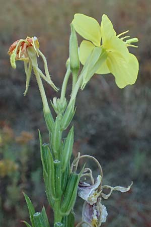 Oenothera casimiri \ Casimirs Nachtkerze / Casimir's Evening Primrose, D Waghäusel-Wiesental 4.7.2018