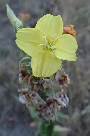 Oenothera casimiri \ Casimirs Nachtkerze / Casimir's Evening Primrose, D Waghäusel-Wiesental 4.7.2018