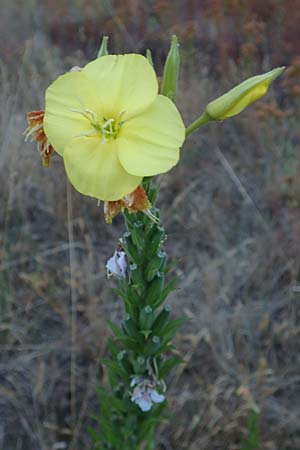 Oenothera casimiri \ Casimirs Nachtkerze / Casimir's Evening Primrose, D Waghäusel-Wiesental 4.7.2018