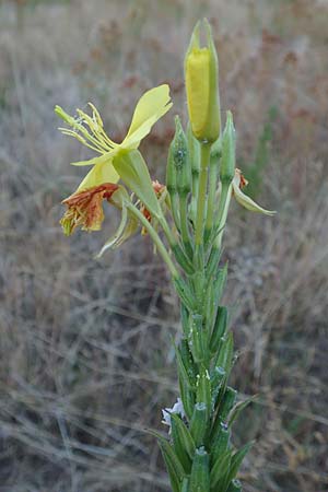 Oenothera casimiri \ Casimirs Nachtkerze / Casimir's Evening Primrose, D Waghäusel-Wiesental 4.7.2018