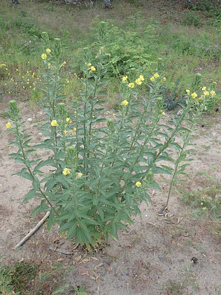 Oenothera canovirens \ Renners Nachtkerze, Graugrne Nachtkerze / Renner's Evening Primrose, D Schwetzingen 7.7.2018