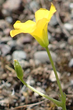 Oxalis dillenii \ Dillenius' Sauerklee / Dillenius' Sorrel, D Kehl 25.4.2018