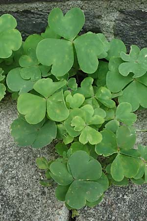 Oxalis debilis \ Brasilianischer Sauerklee / Pink Wood Sorrel, D Essen 1.8.2023
