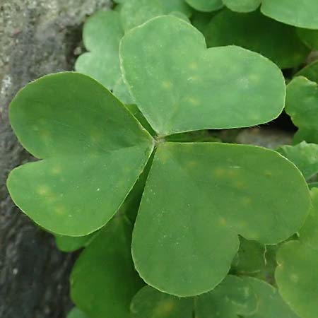 Oxalis debilis \ Brasilianischer Sauerklee / Pink Wood Sorrel, D Essen 1.8.2023