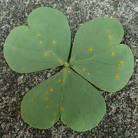Oxalis debilis \ Brasilianischer Sauerklee / Pink Wood Sorrel, D Essen 1.8.2023