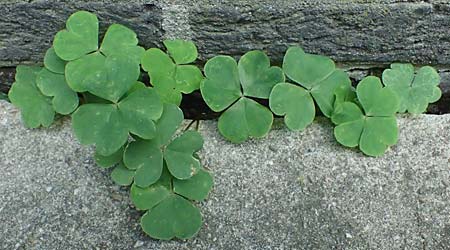 Oxalis debilis \ Brasilianischer Sauerklee / Pink Wood Sorrel, D Essen 1.8.2023
