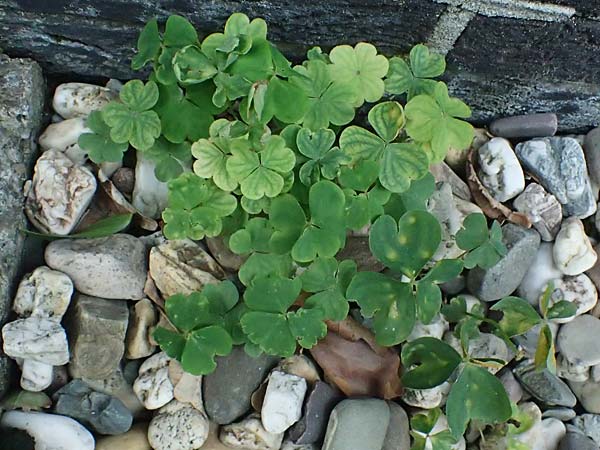 Oxalis debilis \ Brasilianischer Sauerklee / Pink Wood Sorrel, D Essen 1.8.2023