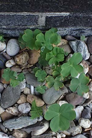 Oxalis debilis \ Brasilianischer Sauerklee / Pink Wood Sorrel, D Essen 22.6.2025