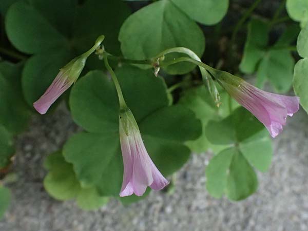 Oxalis debilis \ Brasilianischer Sauerklee / Pink Wood Sorrel, D Essen 22.6.2025