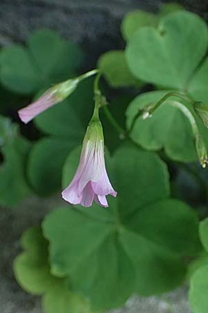 Oxalis debilis \ Brasilianischer Sauerklee / Pink Wood Sorrel, D Essen 22.6.2025