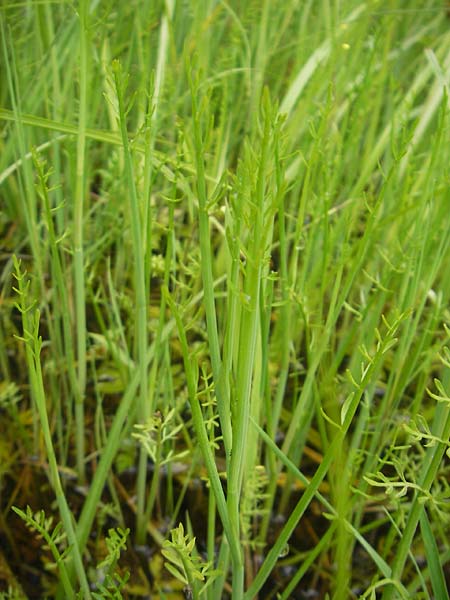 Oenanthe fistulosa \ Rhriger Wasserfenchel, Rhrige Pferdesaat / Tubular Water Dropwort, D Eppertshausen 12.6.2010