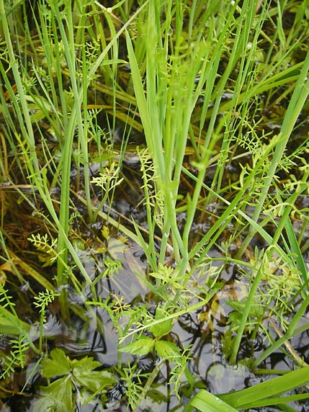 Oenanthe fistulosa \ Rhriger Wasserfenchel, Rhrige Pferdesaat / Tubular Water Dropwort, D Eppertshausen 12.6.2010