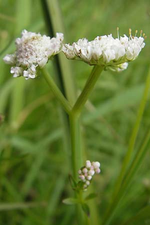 Oenanthe fistulosa \ Rhriger Wasserfenchel, Rhrige Pferdesaat / Tubular Water Dropwort, D Eppertshausen 12.6.2010