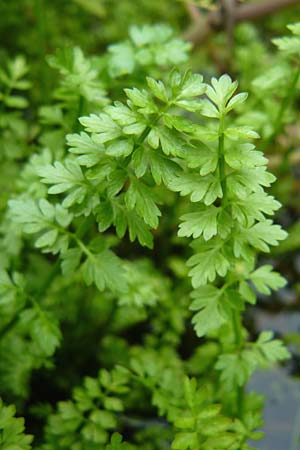 Oenanthe fistulosa ? \ Rhriger Wasserfenchel, Rhrige Pferdesaat / Tubular Water Dropwort, D Botan. Gar.  Universit.  Mainz 13.9.2008