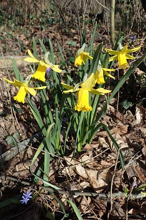 Narcissus pseudonarcissus \ Gelbe Narzisse, Osterglocke / Wild Daffodil, D Ludwigshafen 8.3.2021