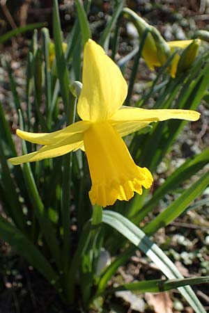 Narcissus pseudonarcissus \ Gelbe Narzisse, Osterglocke / Wild Daffodil, D Ludwigshafen 8.3.2021