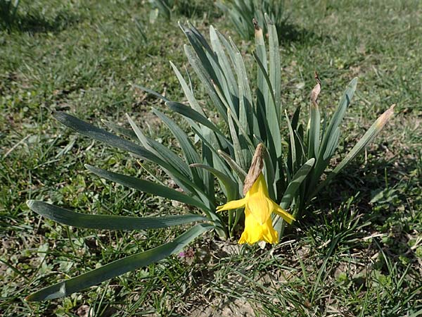 Narcissus pseudonarcissus \ Gelbe Narzisse, Osterglocke / Wild Daffodil, D Ludwigshafen 8.3.2021