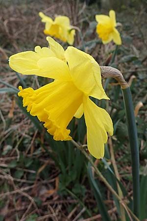 Narcissus pseudonarcissus \ Gelbe Narzisse, Osterglocke / Wild Daffodil, D Sandhausen 27.3.2021