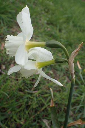 Narcissus pseudonarcissus \ Gelbe Narzisse, Osterglocke / Wild Daffodil, D Ludwigshafen 7.4.2021